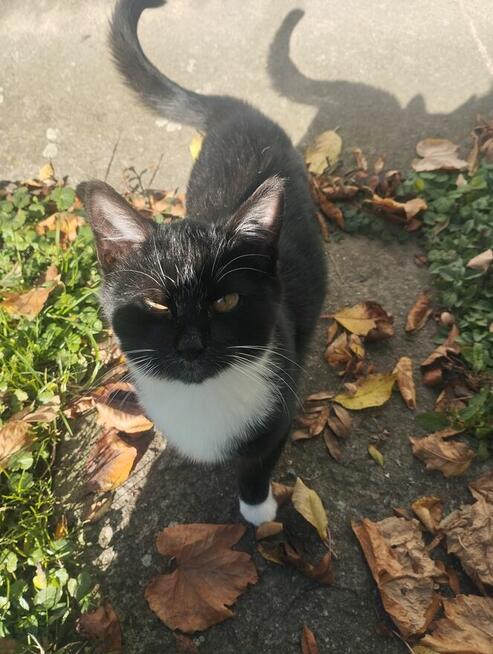 Piękny mały Bonifacy szuka kochającego właściciela i domu