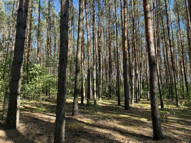 Działka leśna, Uhowo k. Łap, podlaskie