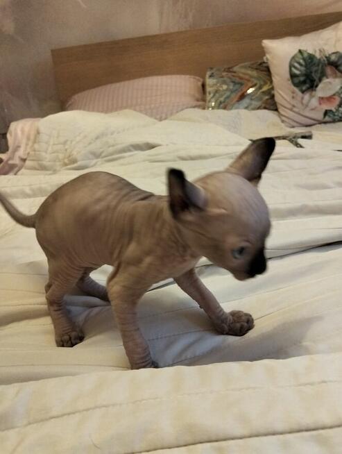 Sprzedam kotka sfinks kanadyjski