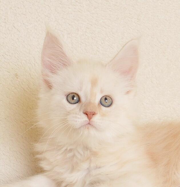 Prześliczny kocurek shaded Rodowód PZF/WCF Legalna Hodowla