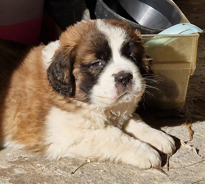 Bernardyn szczenięta!