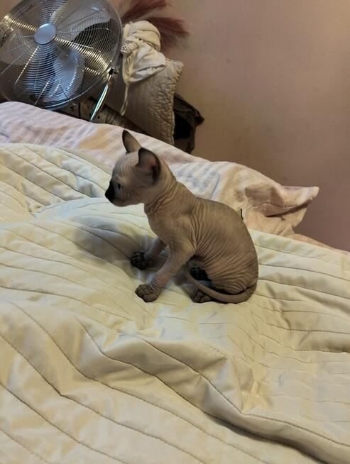 Sprzedam kotka sfinks kanadyjski