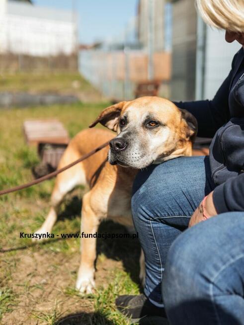 Kruszynka – dzielna, kochana sunia szuka domu