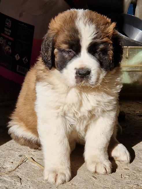 Bernardyn szczenięta!