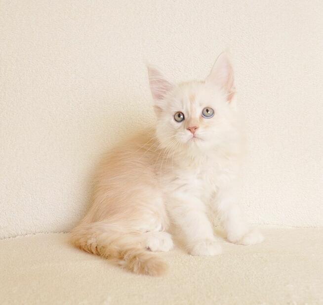 Prześliczny kocurek shaded Rodowód PZF/WCF Legalna Hodowla