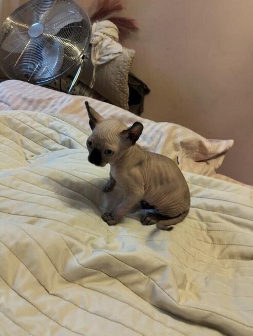 Sprzedam kotka sfinks kanadyjski