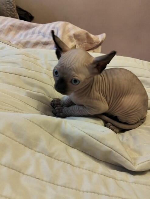 Sprzedam kotka sfinks kanadyjski