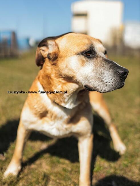 Kruszynka – dzielna, kochana sunia szuka domu