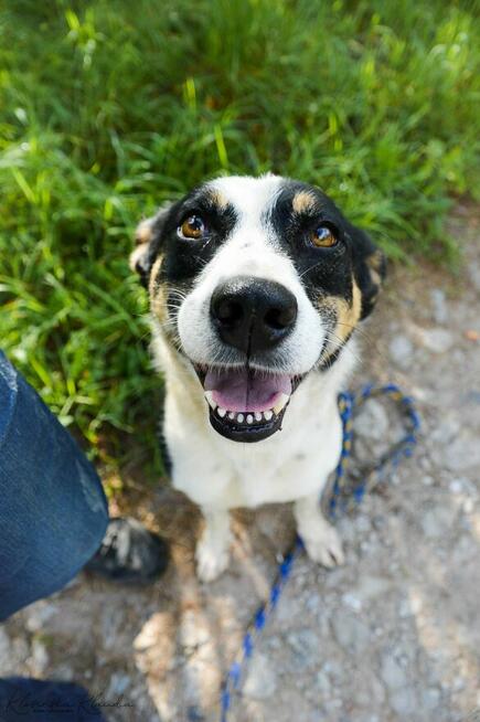 Łagodna, wesoła, grzeczna Pepsi całe życie w schronisku