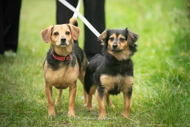 Dwie małe psie damy — szukają wspólnego domu pełnego miłości