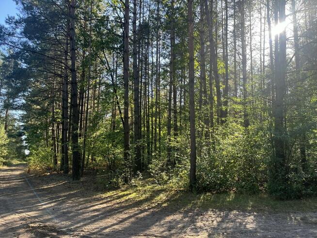 Działka leśna, Uhowo k. Łap, podlaskie