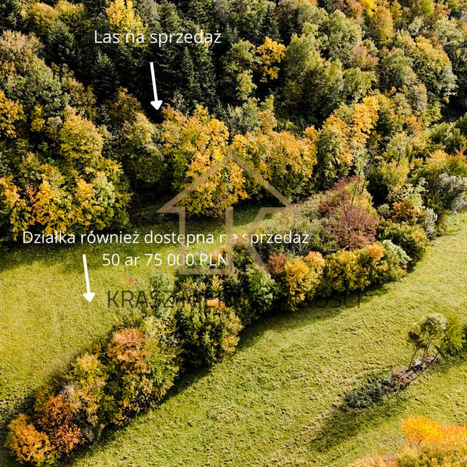 Inwestuj w las: spokój i zysk wartość w jednym