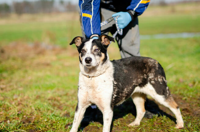 Łagodna, wesoła, grzeczna Pepsi całe życie w schronisku