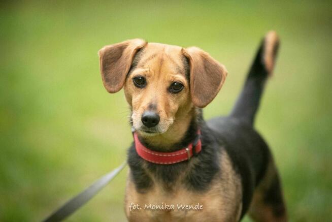 Dwie małe psie damy — szukają wspólnego domu pełnego miłości