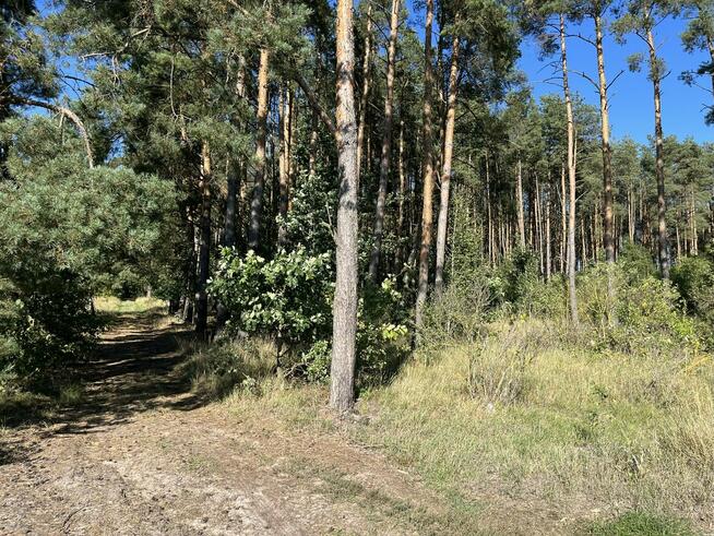 Działka leśna, Uhowo k. Łap, podlaskie