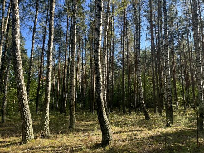 Działka leśna, Uhowo k. Łap, podlaskie