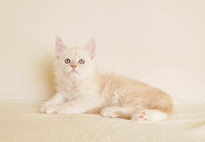 Prześliczny kocurek shaded Rodowód PZF/WCF Legalna Hodowla