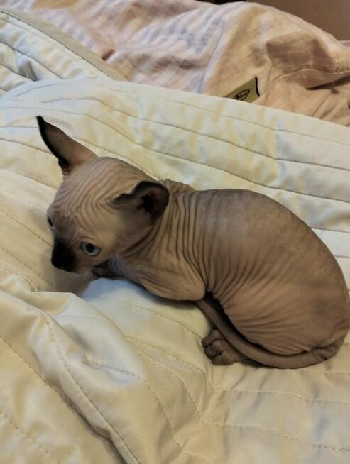 Sprzedam kotka sfinks kanadyjski