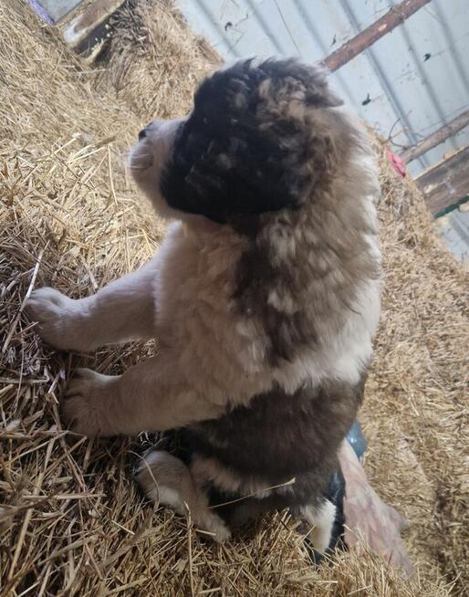 Bernardyn szczenięta!