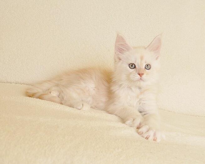 Prześliczny kocurek shaded Rodowód PZF/WCF Legalna Hodowla