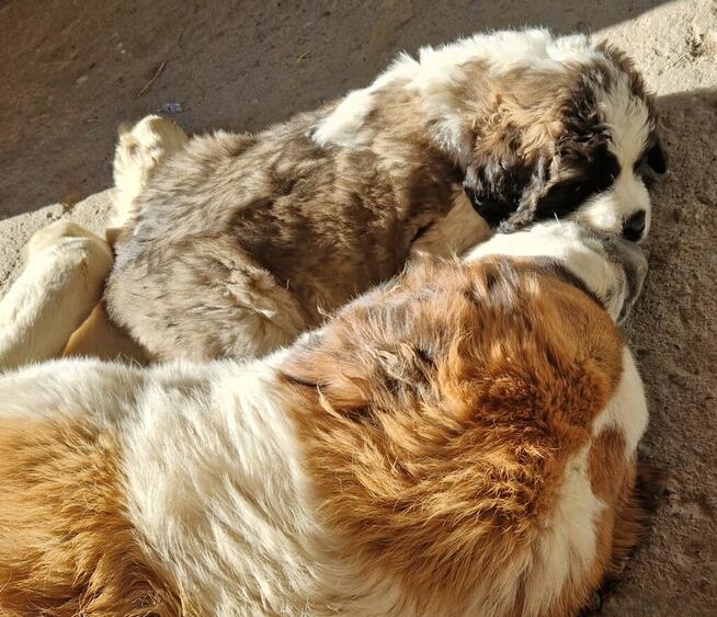 Bernardyn szczenięta!