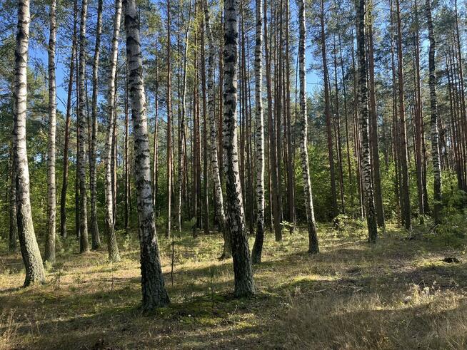 Działka leśna, Uhowo k. Łap, podlaskie