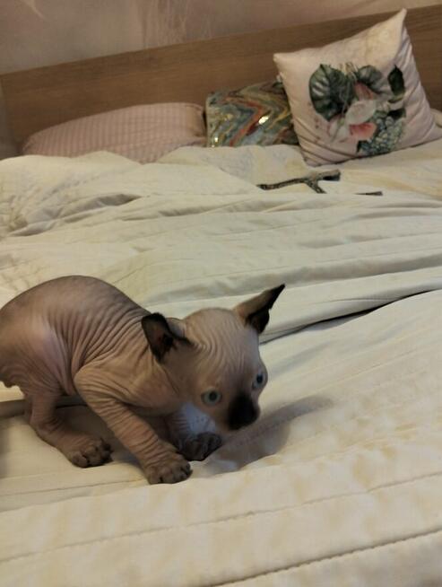 Sprzedam kotka sfinks kanadyjski