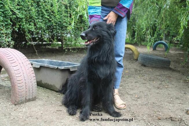 Psotka – młoda, energiczna i wierna jak owczarek