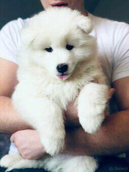 Samoyed Szczenięta
