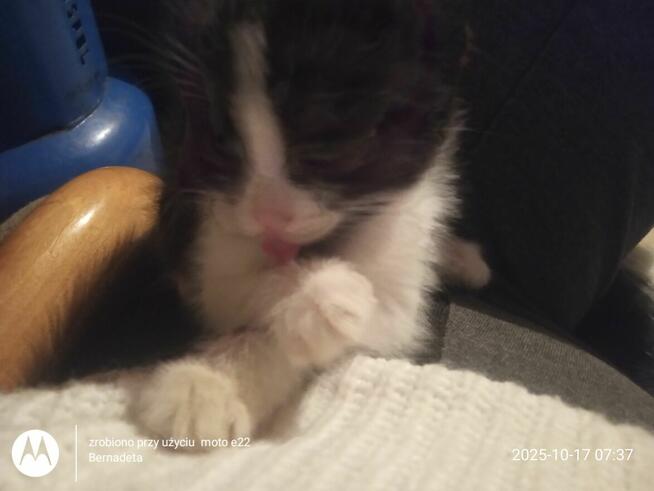 Oddam kotki w dobre ręce