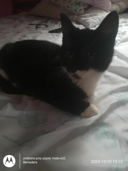 Oddam kotki w dobre ręce