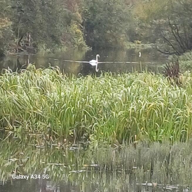Spływy kajakowe Bastek Nidą