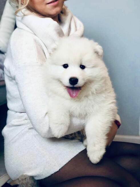 Samoyed Szczenięta