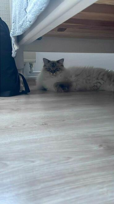 Piękny kocurek Ragdoll.