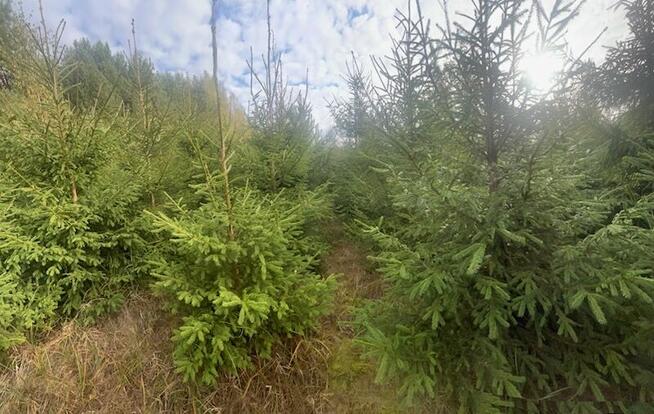 Sprzedam choinki z plantacji