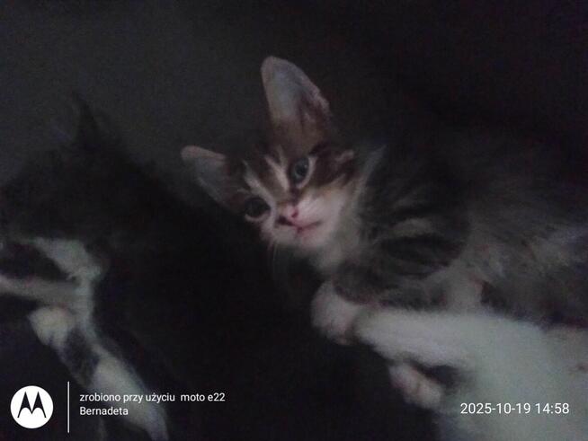 Oddam kotki w dobre ręce