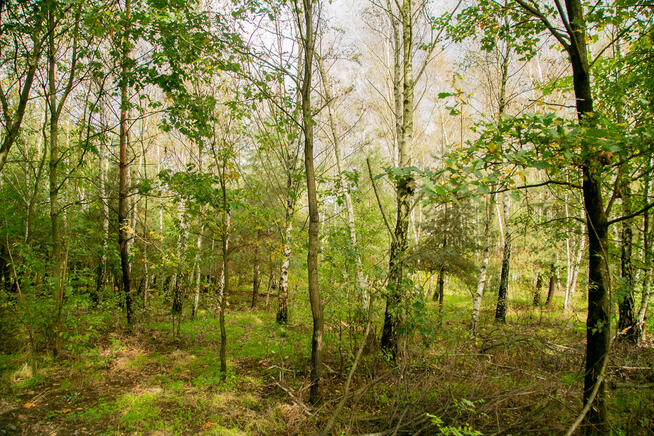Działka rolno-budowlana Biadoliny Rdłowskie!