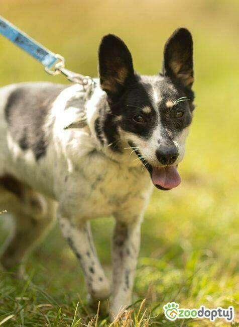 AZOREK - kochany seniorek szuka domu na jesień życia