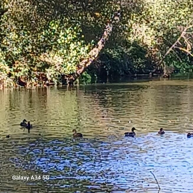Spływy kajakowe Bastek Nidą