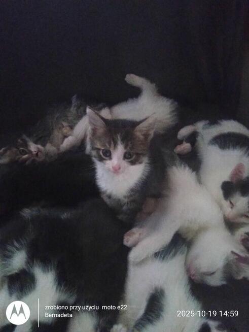 Oddam kotki w dobre ręce