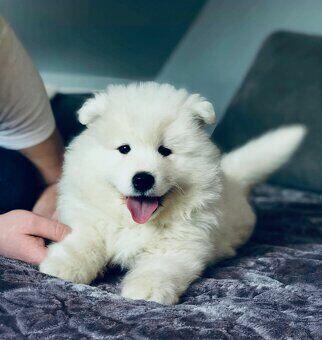 Samoyed Szczenięta