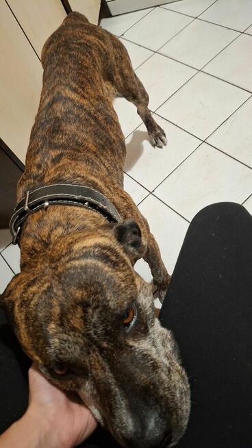 Oddam sunie w dobre ręce