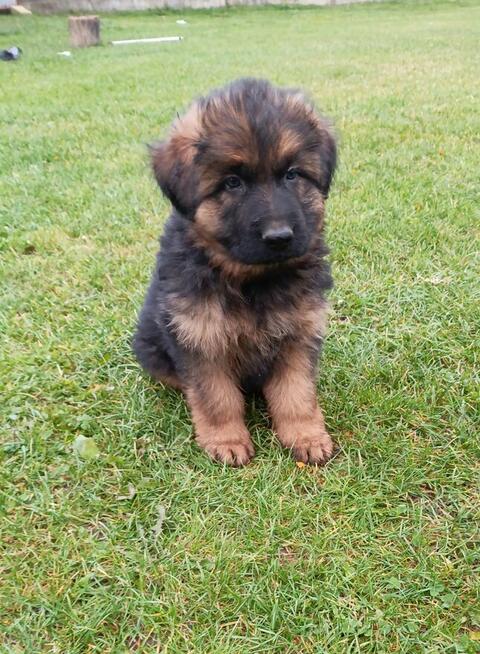 Sprzedam Szczeniaki owczarka niemieckeigo