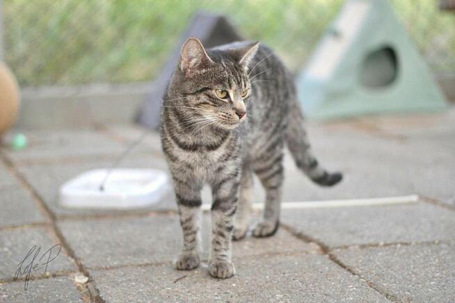 Piękna młoda kotka Channel