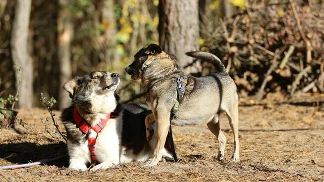 Niewielki Burek szuka domu tymczasowego!