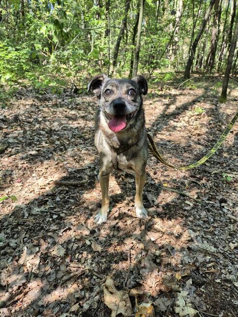 Niewielki Burek szuka domu tymczasowego!