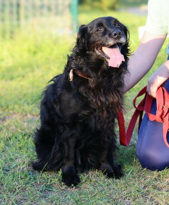 Kudłaty towarzyski Nero