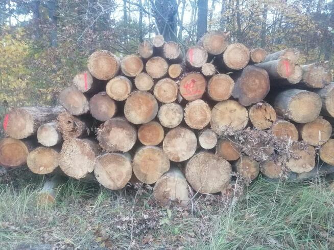 Suche wałki dębowe oraz sosnowe! Możliwy transport