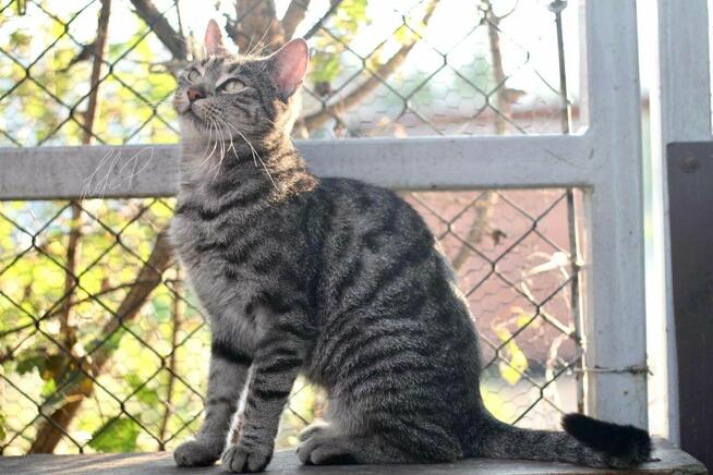 Piękna młoda kotka Channel