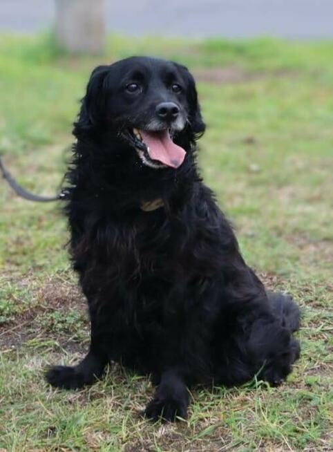 Kudłaty towarzyski Nero